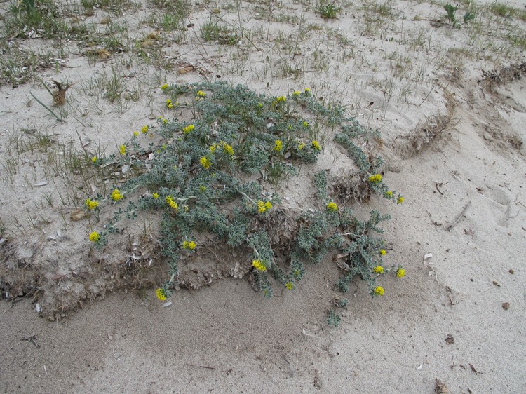 Medicago marina